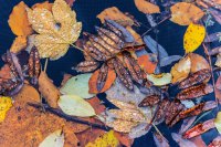 Herbstlaub im Wasser